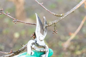 pruning cherry twig with secateurs